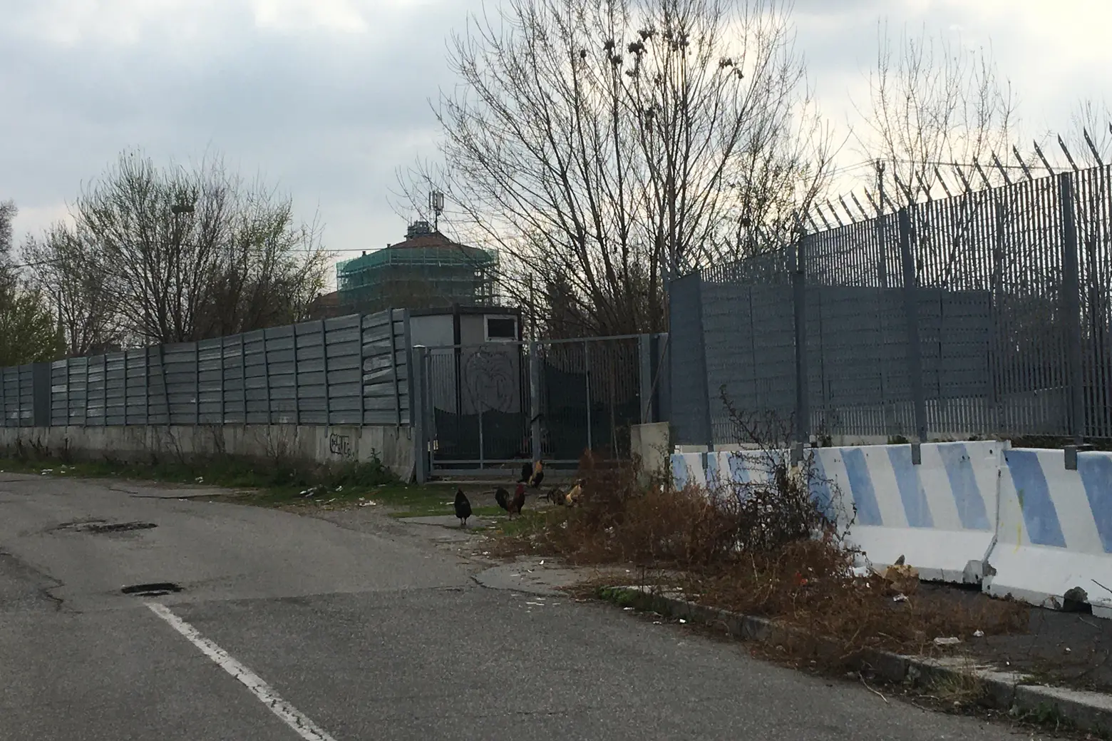 La colona di galletti che razzola in via Bonfadini a Milano