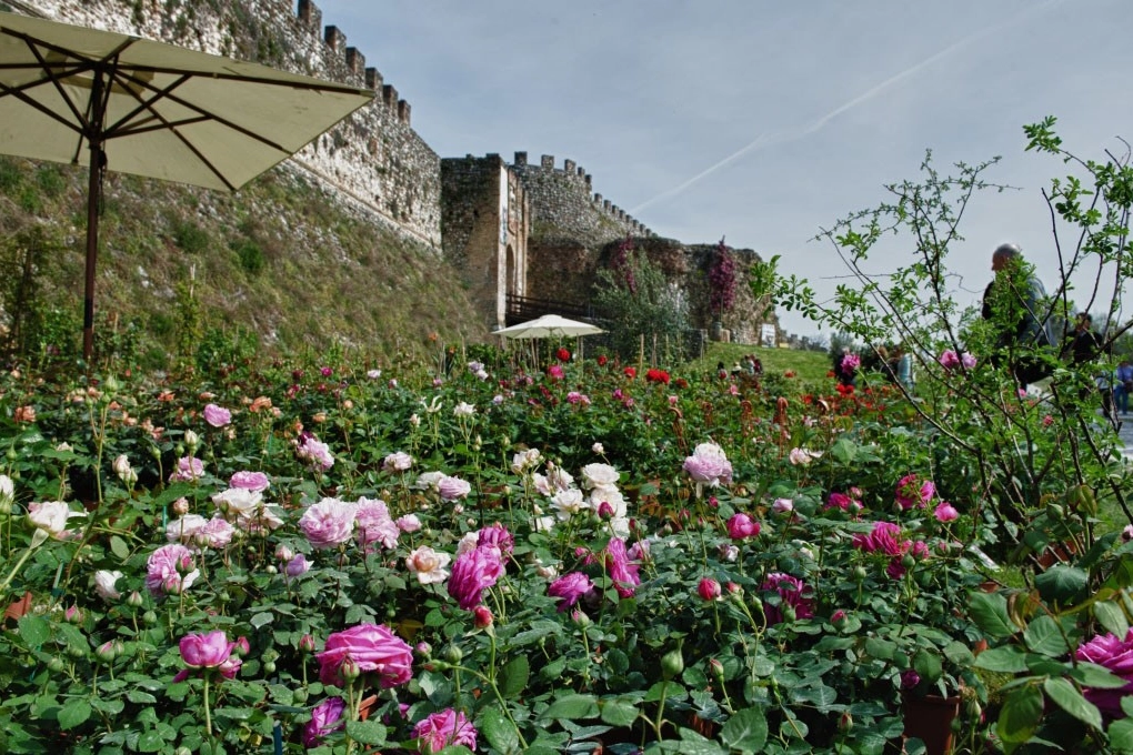 Fiori nella Rocca a Lonato del Garda