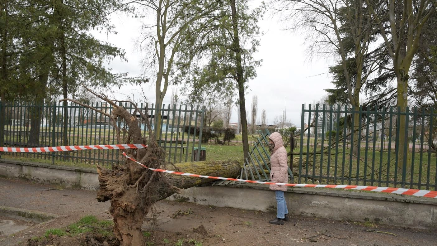 Uno degli alberi caduti a Pavia