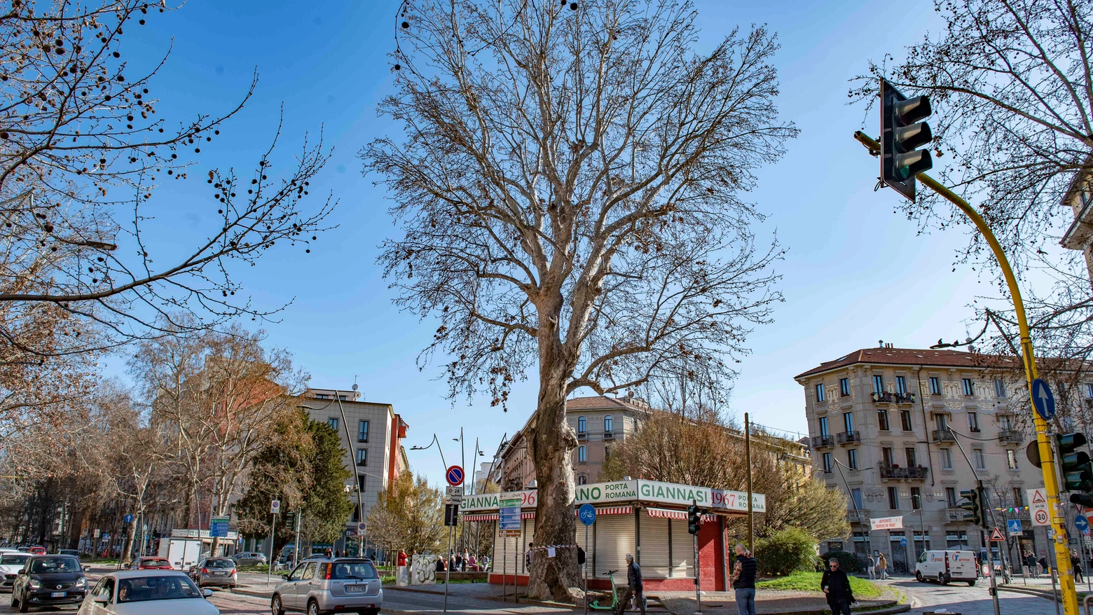 Il platano di piazza Buozzi