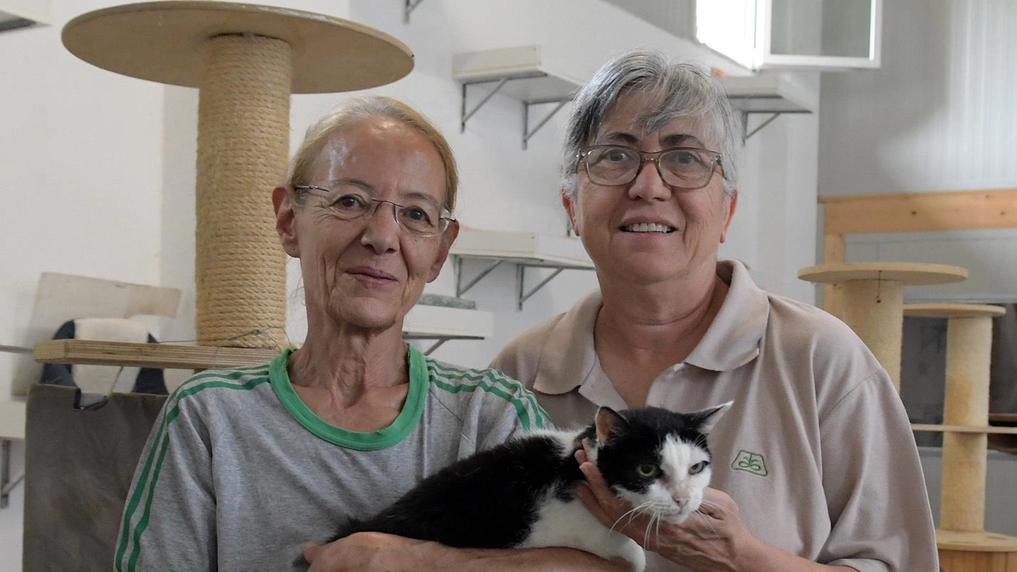 L’estate dei gatti indesiderati  "Quest’anno numeri record"