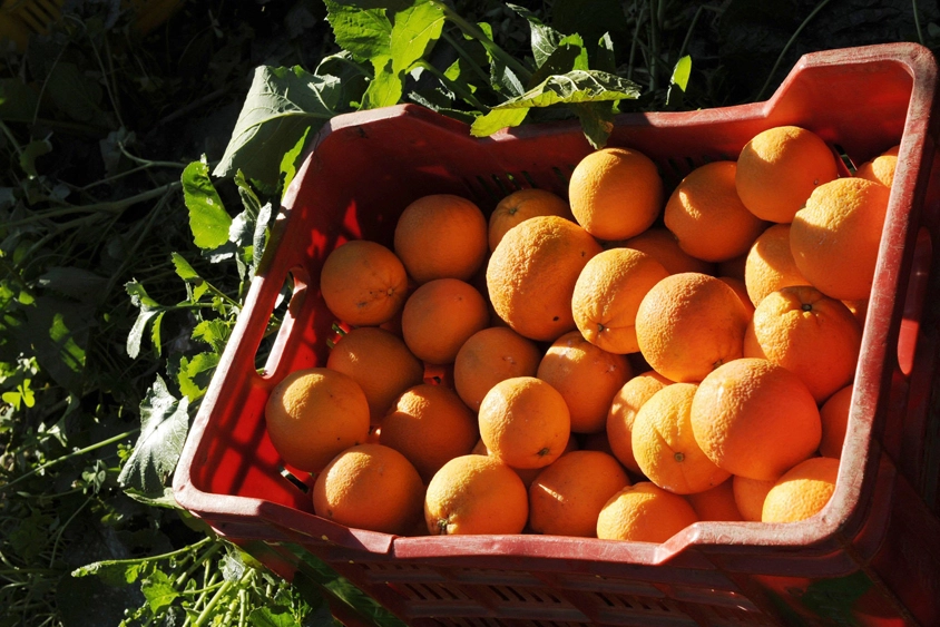 Un cesto di arance – Foto: SCIALFA/Olycom