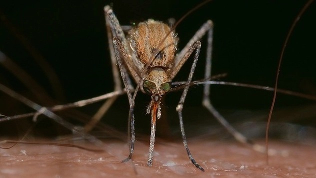 La zanzara comune, vettore del virus