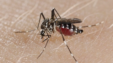 Febbre Dengue: “Questa estate spray anti zanzare sempre in borsa, come è stato per il gel igienizzante”