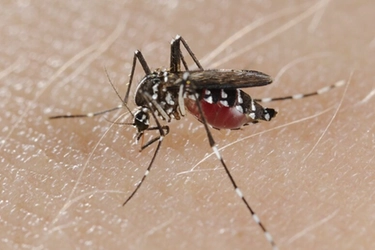 Febbre Dengue: “Questa estate spray anti zanzare sempre in borsa, come è stato per il gel igienizzante”