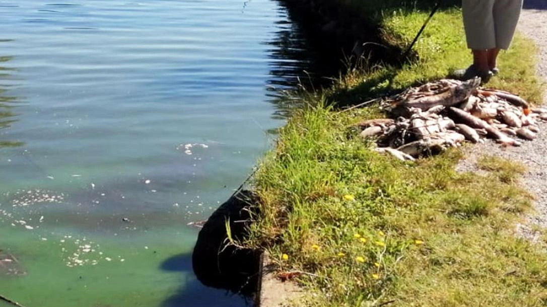 Lago di Sartirana da salvare  Si allargano i confini del Parco
