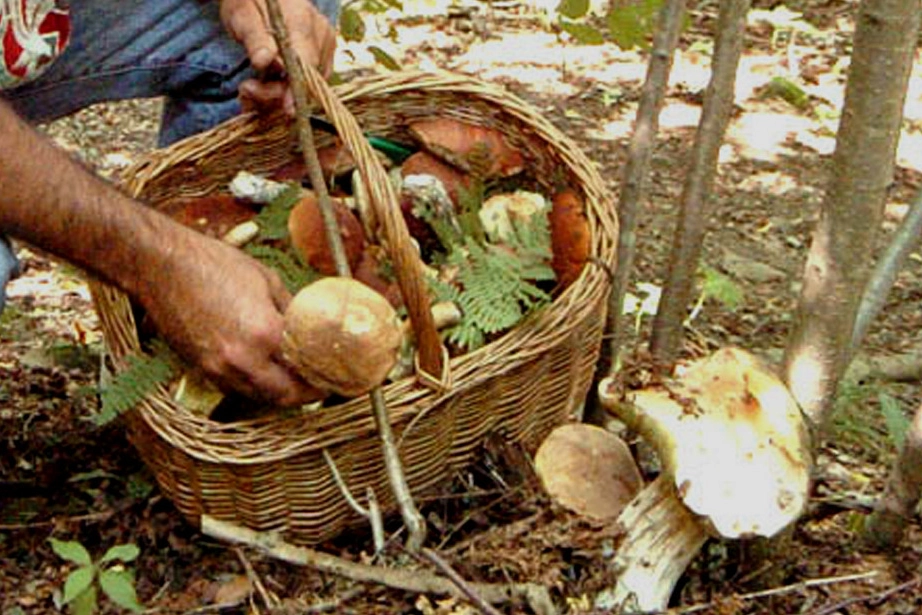 Far controllare sempre i funghi raccolti all’ispettorato micologico dell’Asl