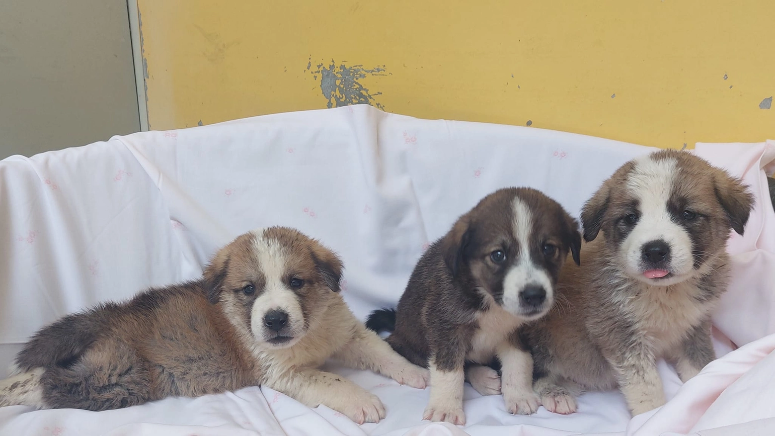 I tre cuccioli sequestrati
