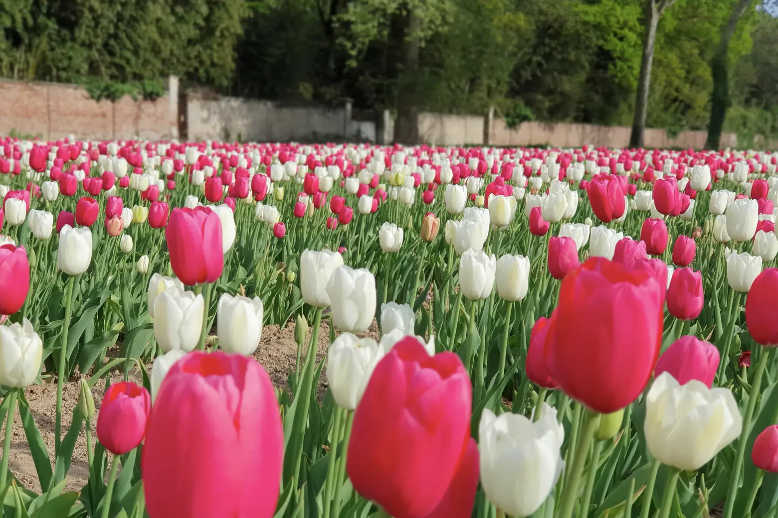 Campo di tulipani (Ansa)