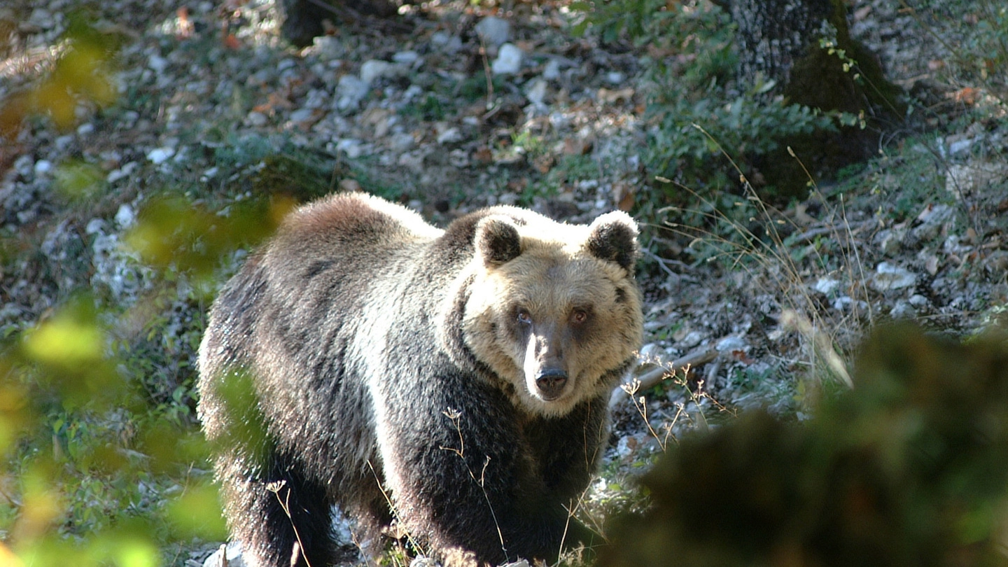 Un orso bruno (Ansa) 