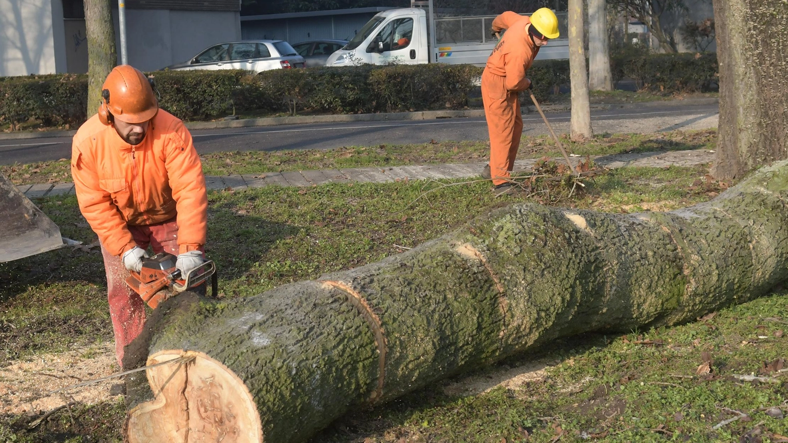 "Non cancellate quel bosco"  L’appello di nove associazioni