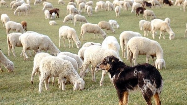 Aperta a Pizzighettone una rassegna dedicata ai pastori