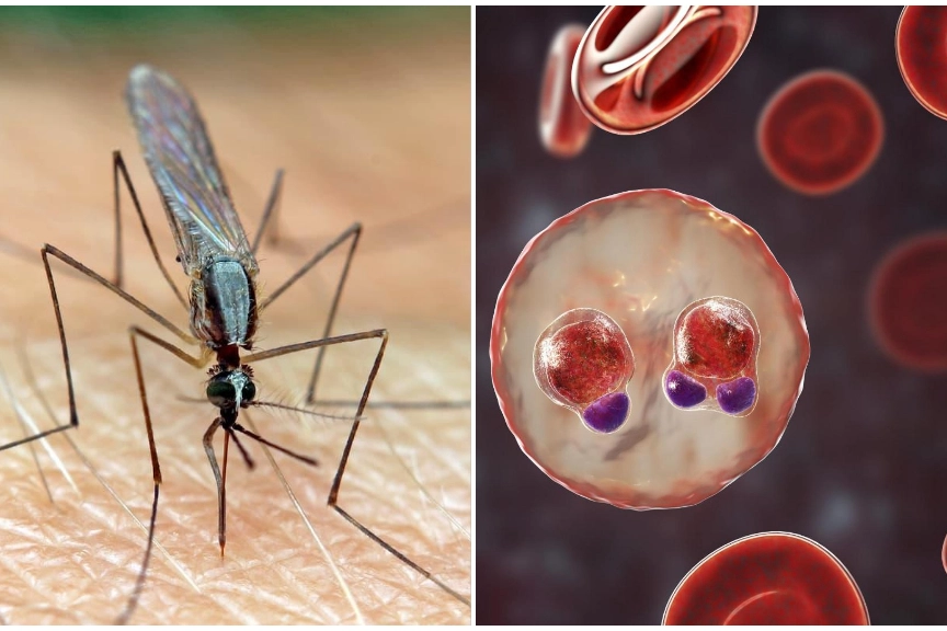 Zanzara anopheles e molecola della malaria