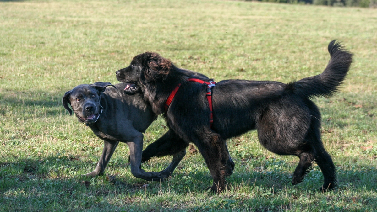 Cani al parco Cani al parco