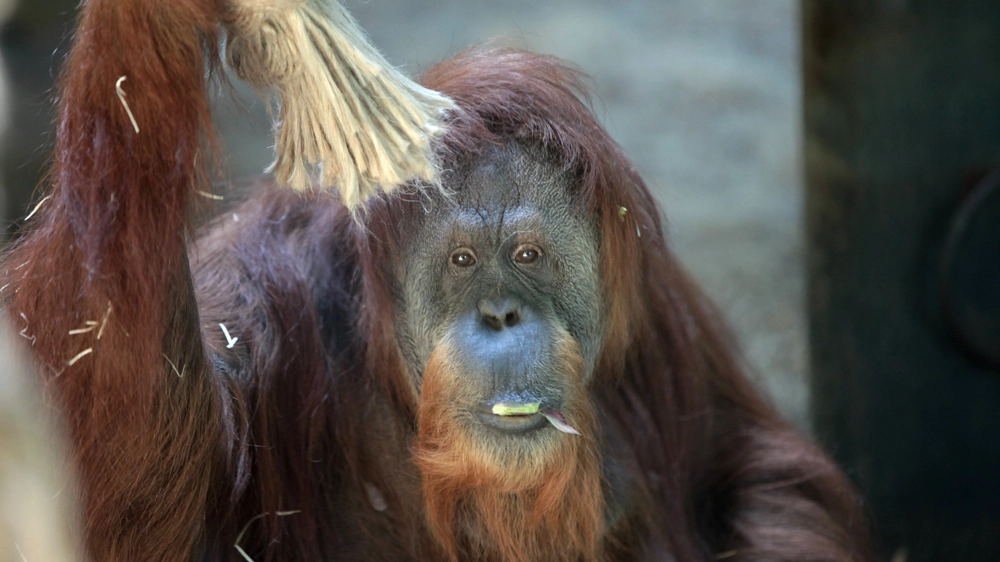 Un orango 