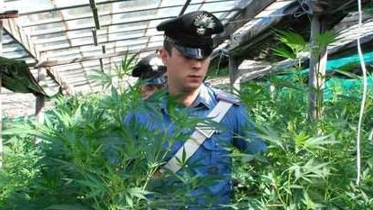 Il sequestro di una piantagione di marijuana