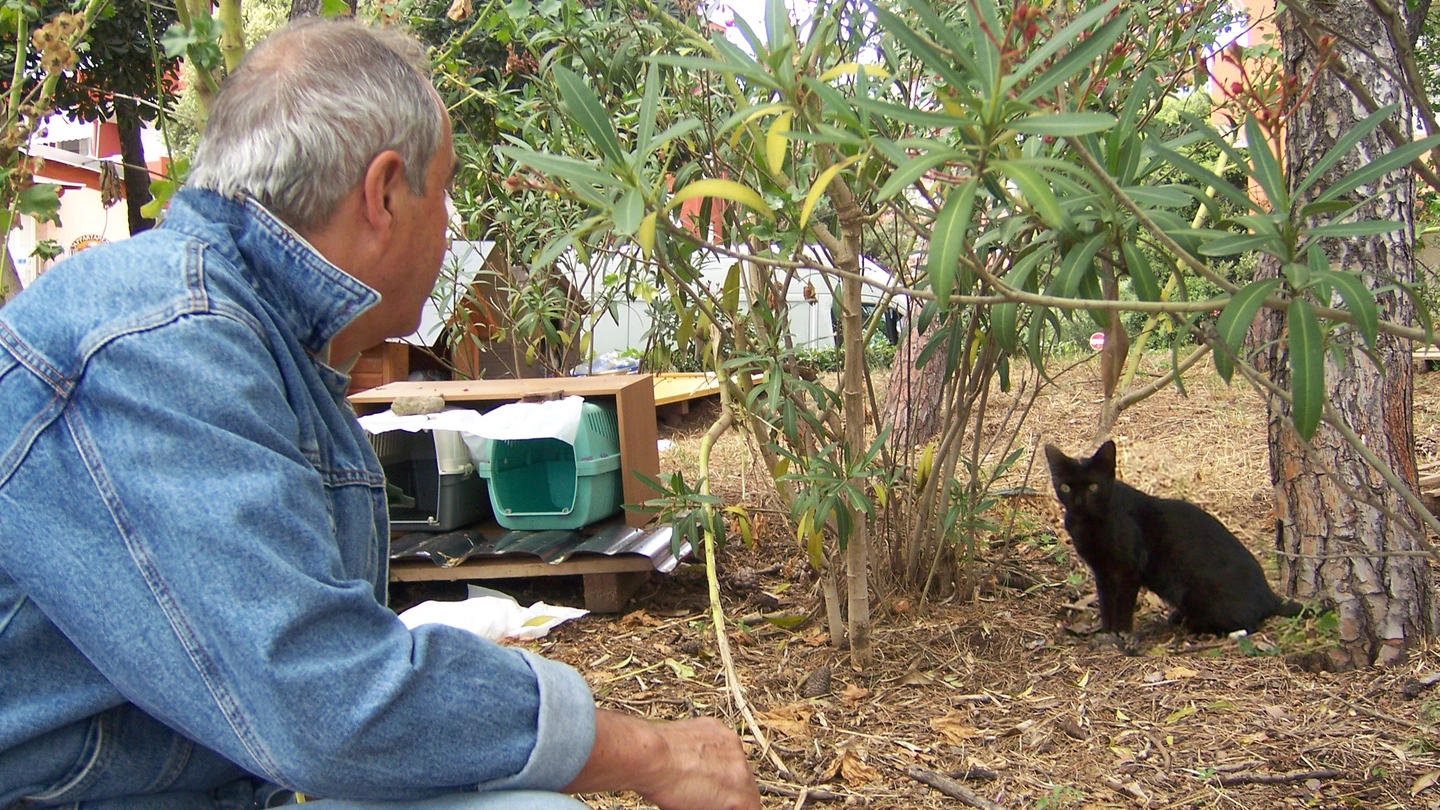 Sotto attacco una colonia felina a Olgiate Olona: rubati cibo e attrezzi