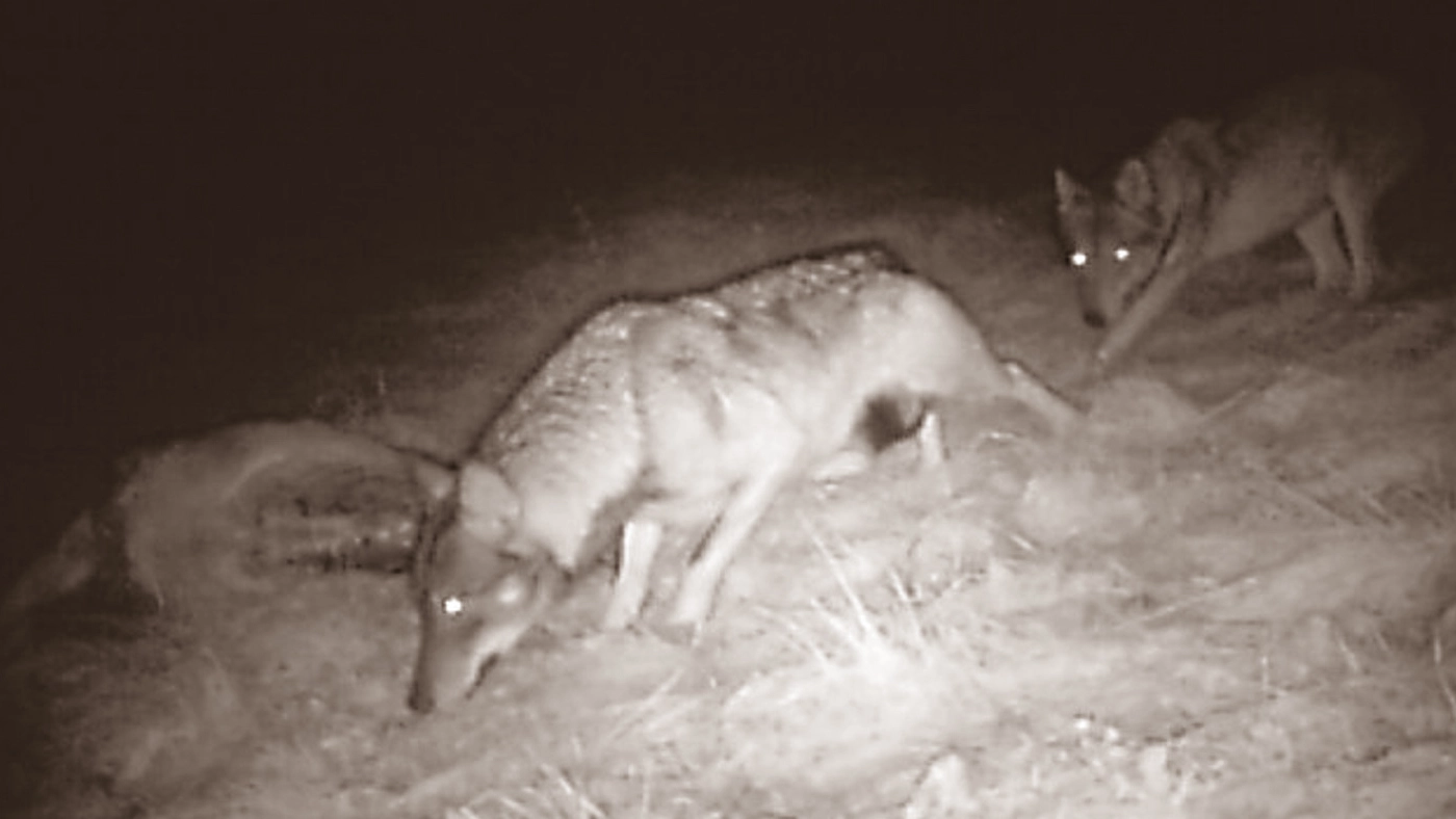 Un branco di lupi nella Bergamasca: maschio, femmina e quattro cuccioli (Ansa/De Pascale)