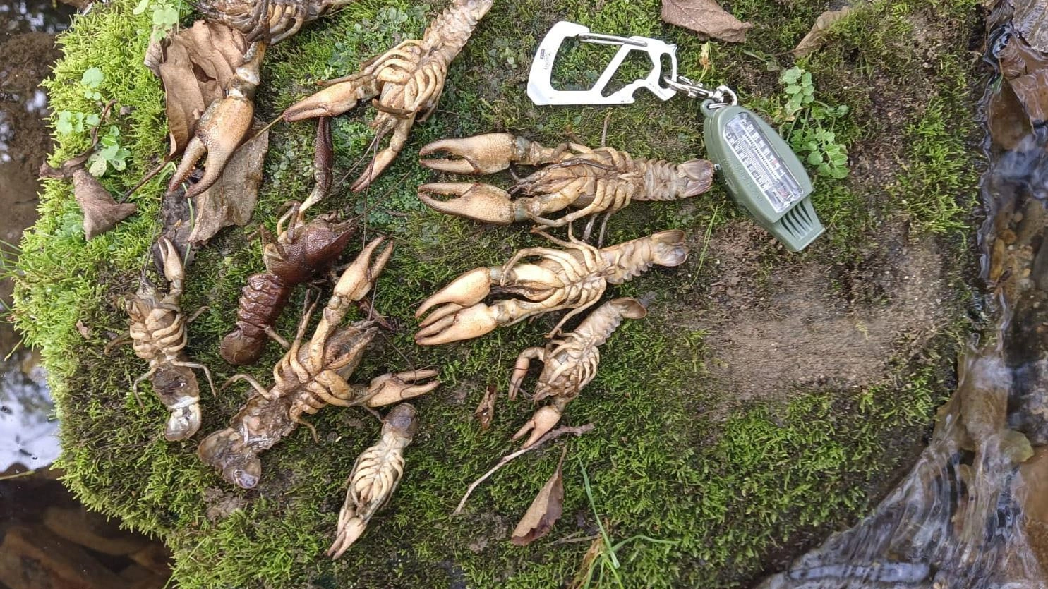 Gamberi di fiume da salvare “Armi batteriologiche” schierate contro i killer Gamberi di fiume da salvare “Armi batteriologiche” schierate contro i killer