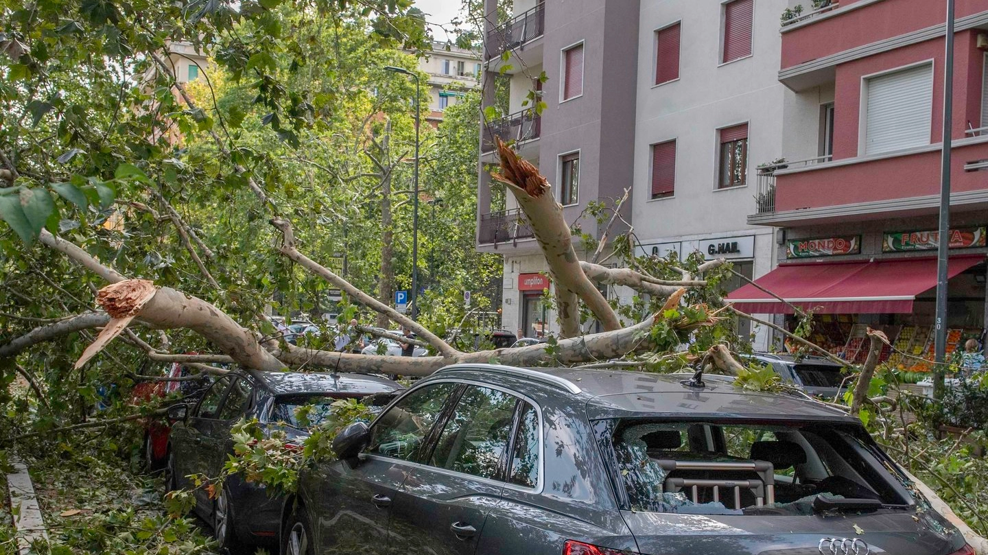 Albero caduto su un'auto