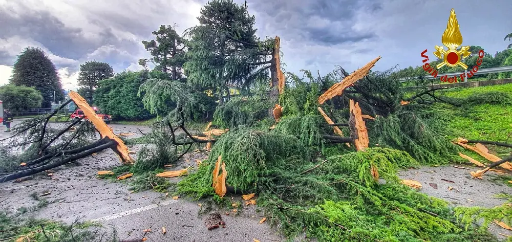 Lecco, colpito da fulmine: "esplode" un cedro