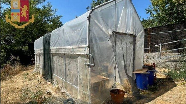 "Milano: 4 arresti per un giro di spaccio con due serre in giardino"
"Milano: 4 arresti per un giro di spaccio con due serre in giardino"