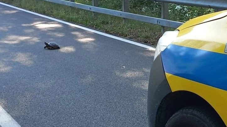 Attraversa la strada alla sua velocità Tartaruga salvata Attraversa la strada alla sua velocità Tartaruga salvata