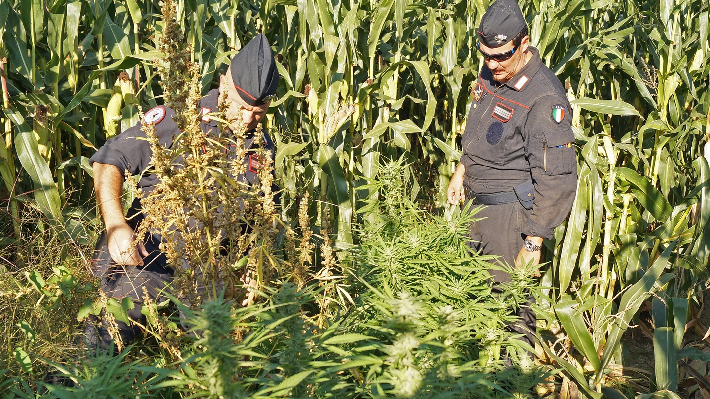 Carabinieri scoprono una piantagione di marijuana nascosta vicino al mais