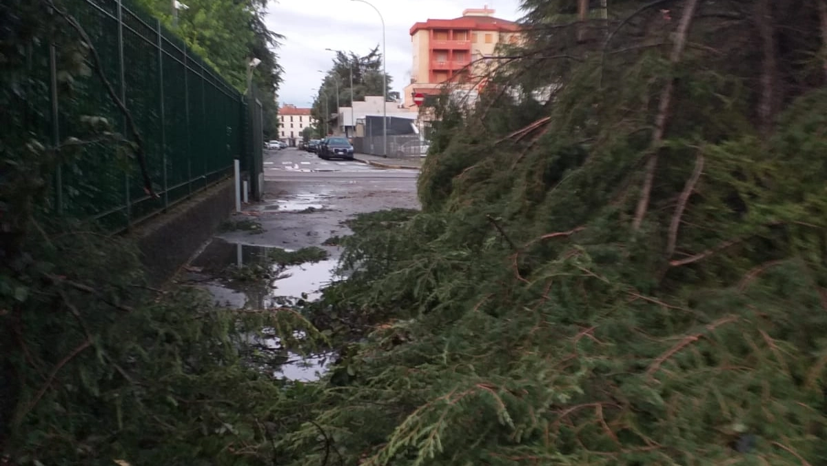 L'albero caduto sulla RSa