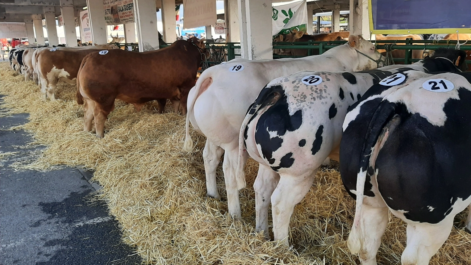 Alcuni esemplari bovini alla Fiera di Rovato