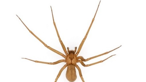 Il ragno eremita, un esemplare estremamente velenoso