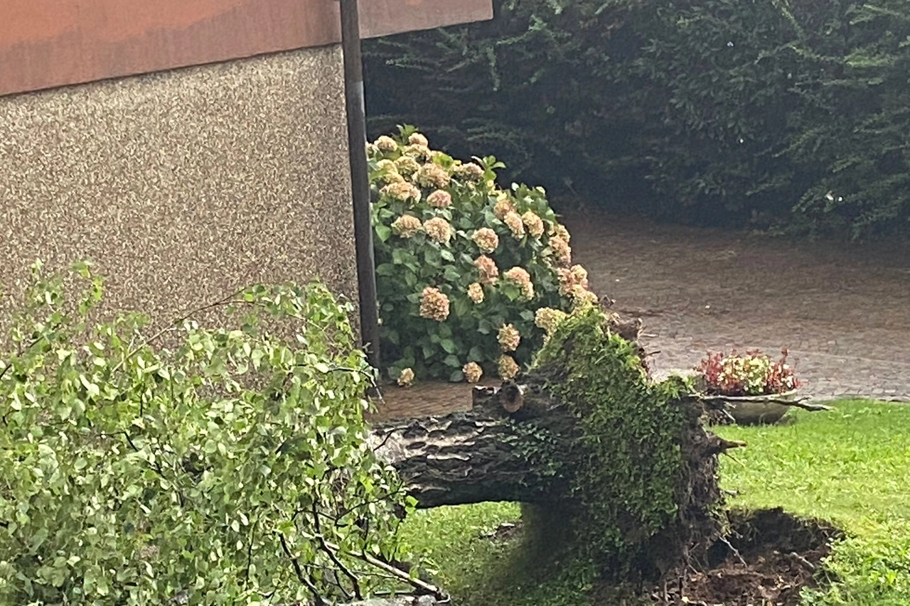 Alberi sradicati per il maltempo a Legnano