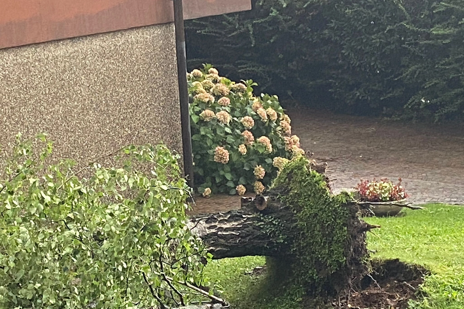 Alberi sradicati per il maltempo a Legnano