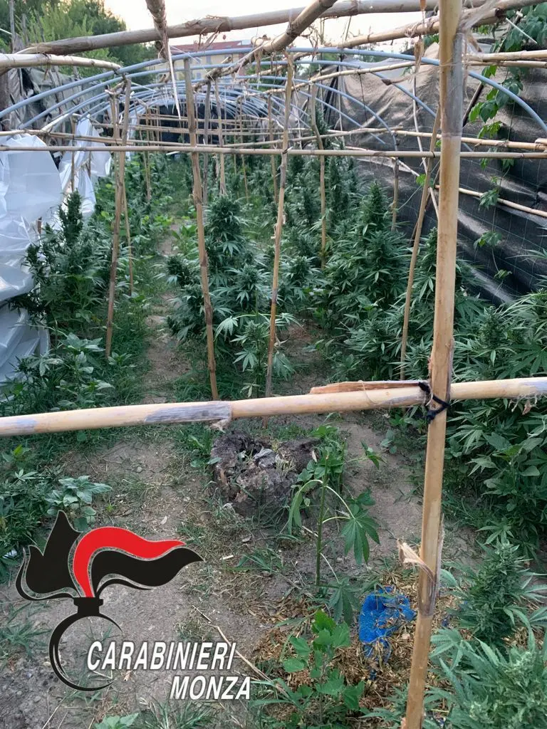 Monza, piantagione di marijuana sulle rive del Lambro: albanese arrestato