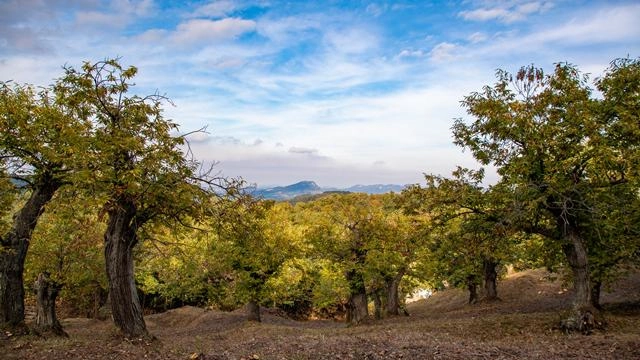 Non tutti a primavera fioriscono i castagni