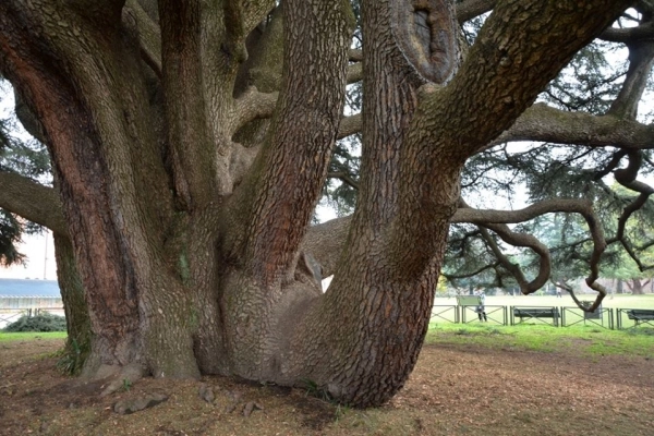 Il cedro del Libano di Villa Mirabello a Varese