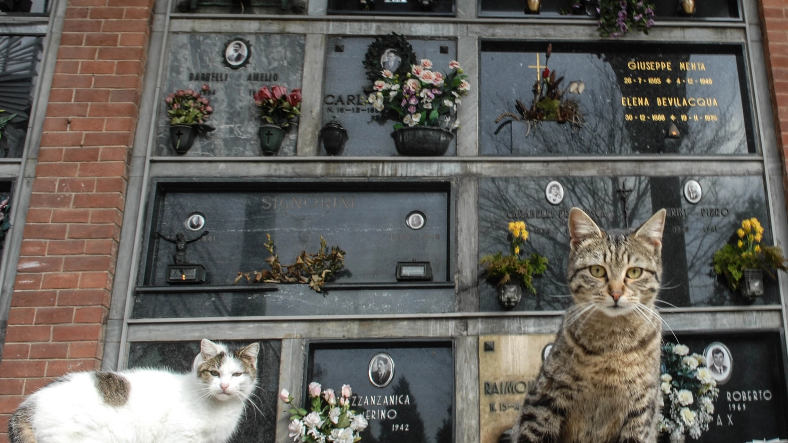 Gatti nel cimitero (Newpress)