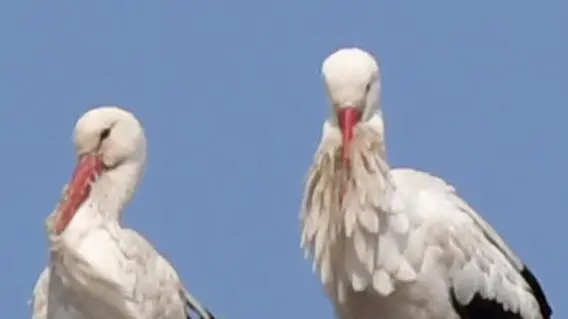 Si chiamano Cico e Cica Le cicogne più amate Si chiamano Cico e Cica Le cicogne più amate