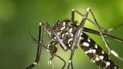 

Virus Dengue a Lodi: "Picco a metà settembre"