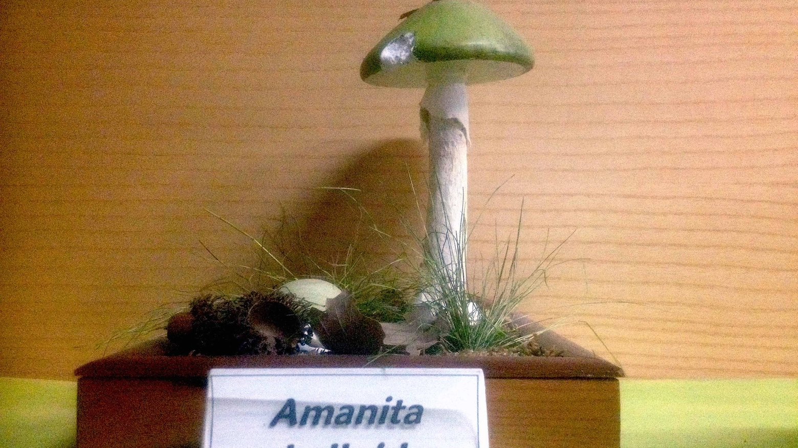 Amanita phalloides (foto di archivio)
