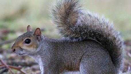Uno scoiattolo  grigio