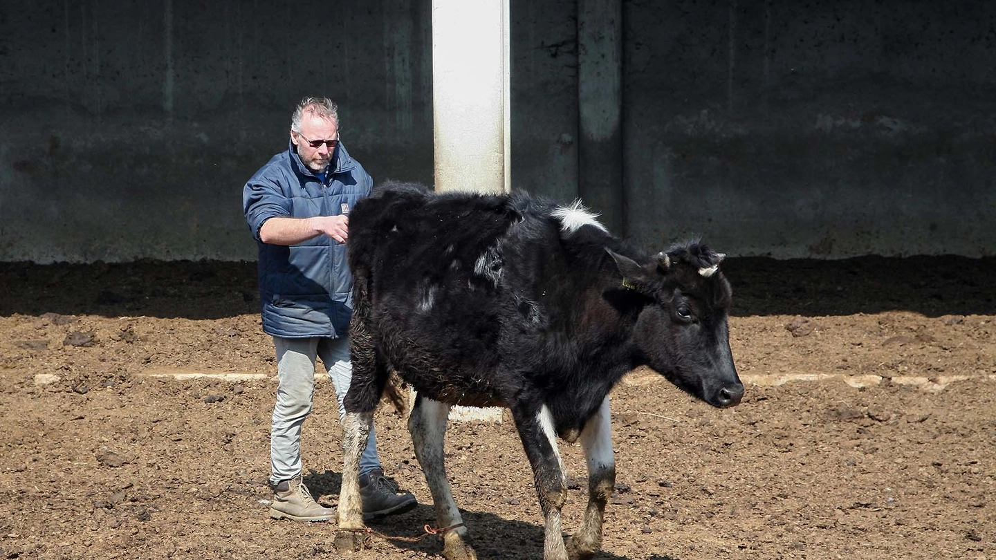 L’allevatore Battista Cassi mostra una delle vacche a cui sono state legate le zampe posteriori durante un sopralluogo con l’azienda sanitaria e i carabinieri