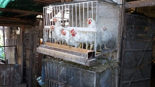 Brugherio, polli e conigli nelle gabbie 