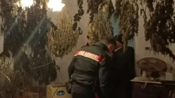 Coltiva droga, finisce in manette  Nel sottotetto aveva una serra