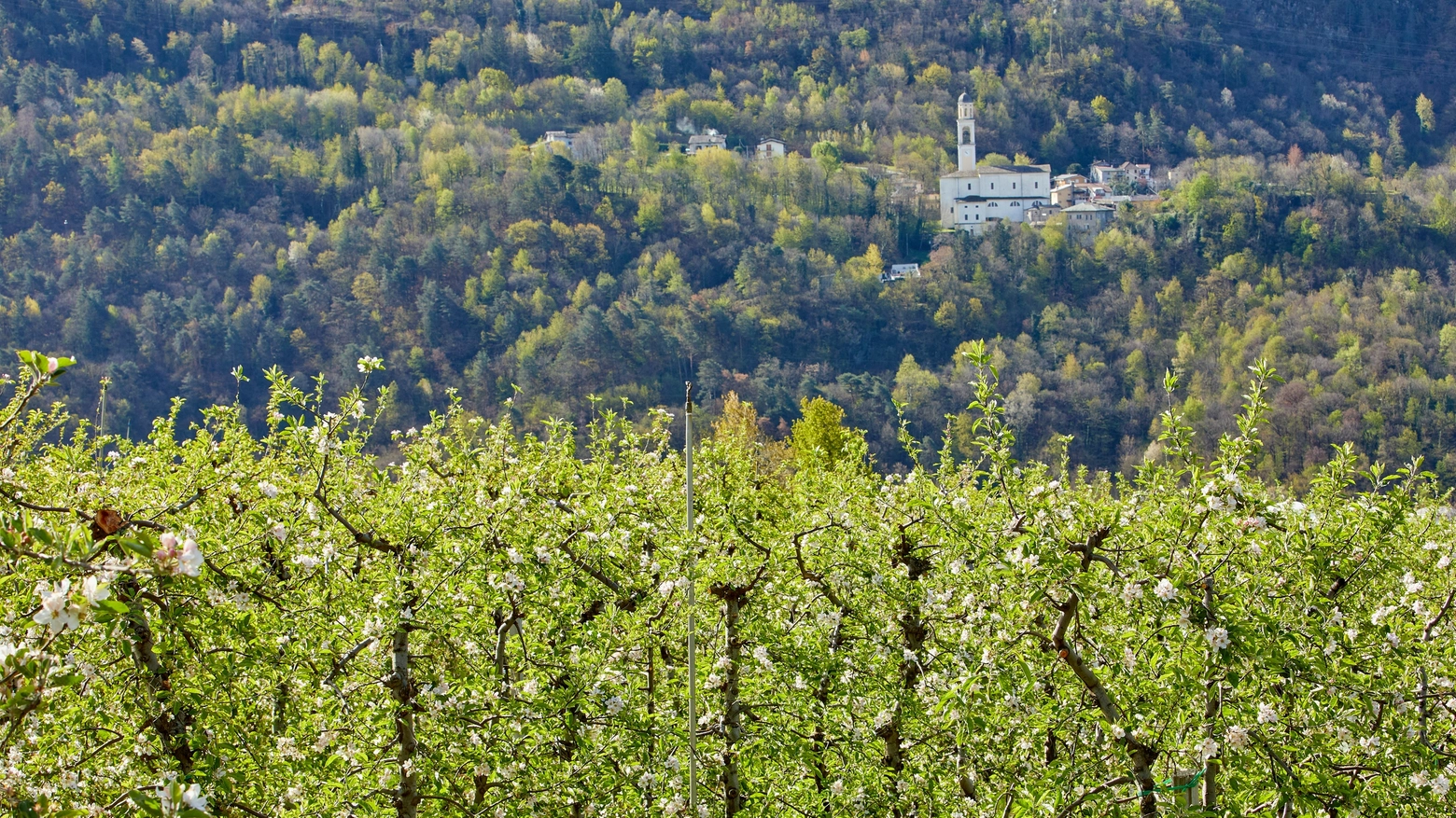 Il Consorzio di Tutela Mela di Valtellina Igp sarà presente a Golosaria Milano