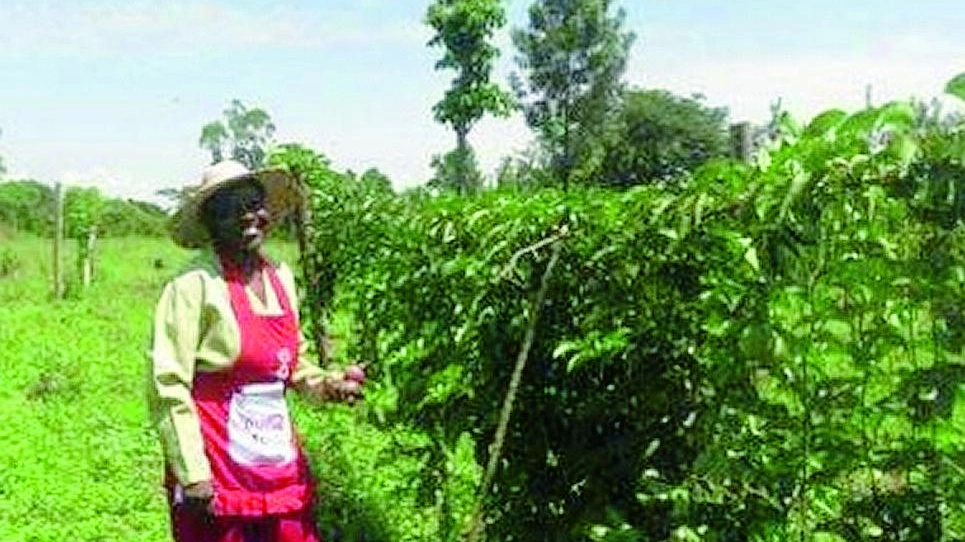 Un’imprenditrice agricola del Kenya, coinvolta nel progetto «Nurture» avviato da Coca Cola Company e Fondazione Bill e Melinda Gates