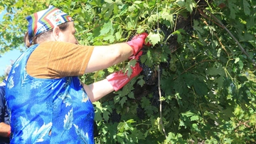 Vini dell'Oltrepò: quali sono e come vengono prodotti