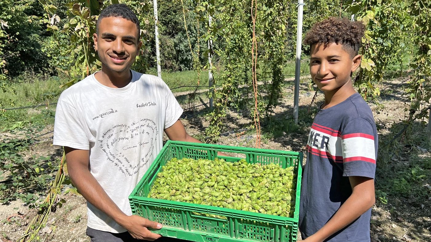 Dal campo alla lattina In cascina Sant’Alberto raccolta del luppolo per la birra “solidale” Dal campo alla lattina In cascina Sant’Alberto raccolta del luppolo per la birra “solidale”