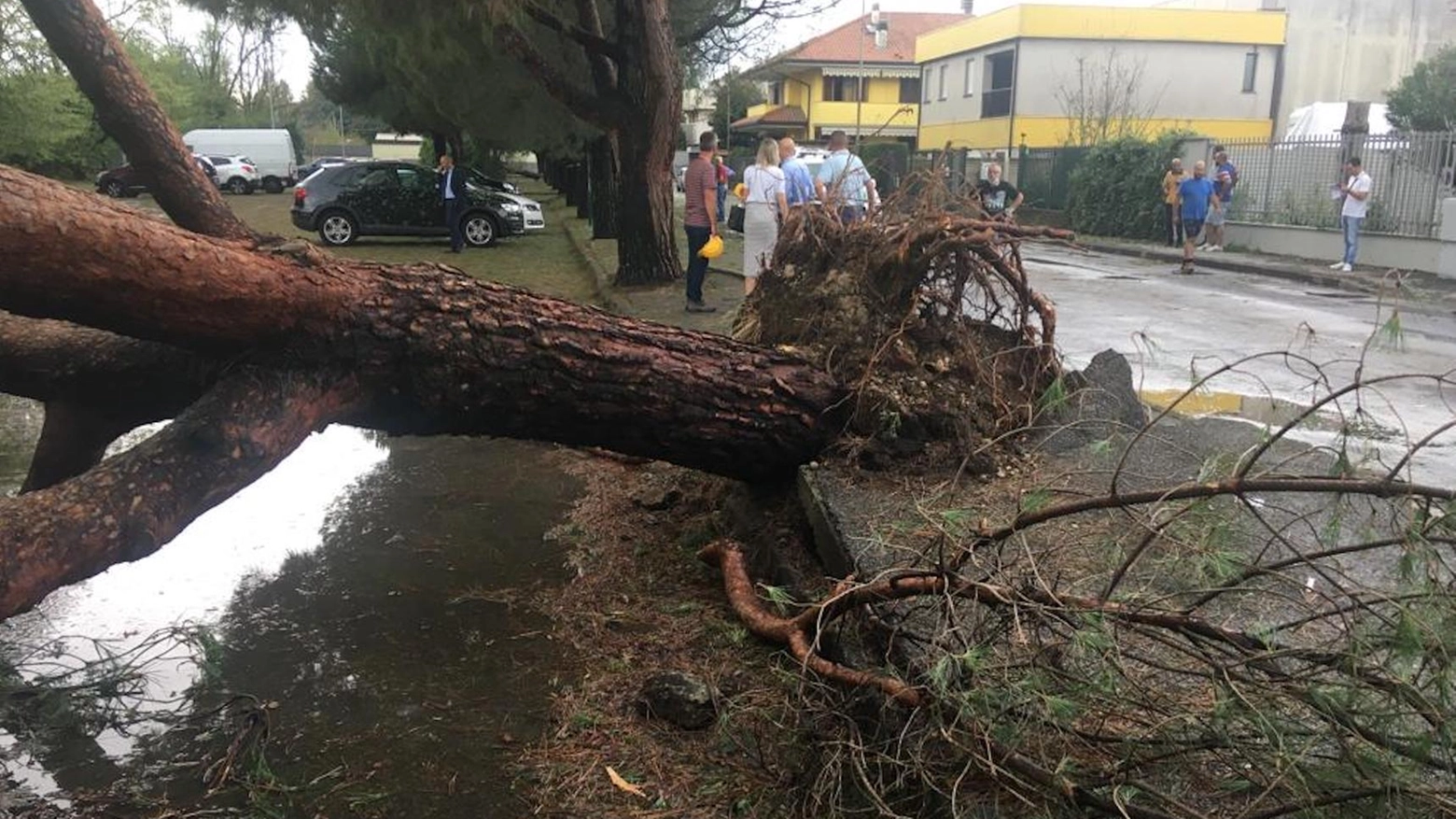 Morte e paura Salma, schiacciata da un albero mentre va al lavoro Morte e paura Salma, schiacciata da un albero mentre va al lavoro