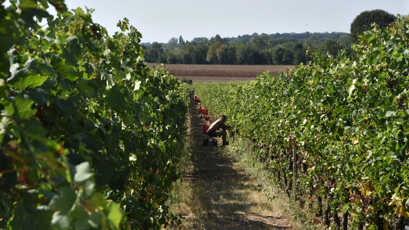 Pubblicato il decreto che mette a disposizione i contributi per la filiera vitivinicola, occasione anche per il vino oltrepadano